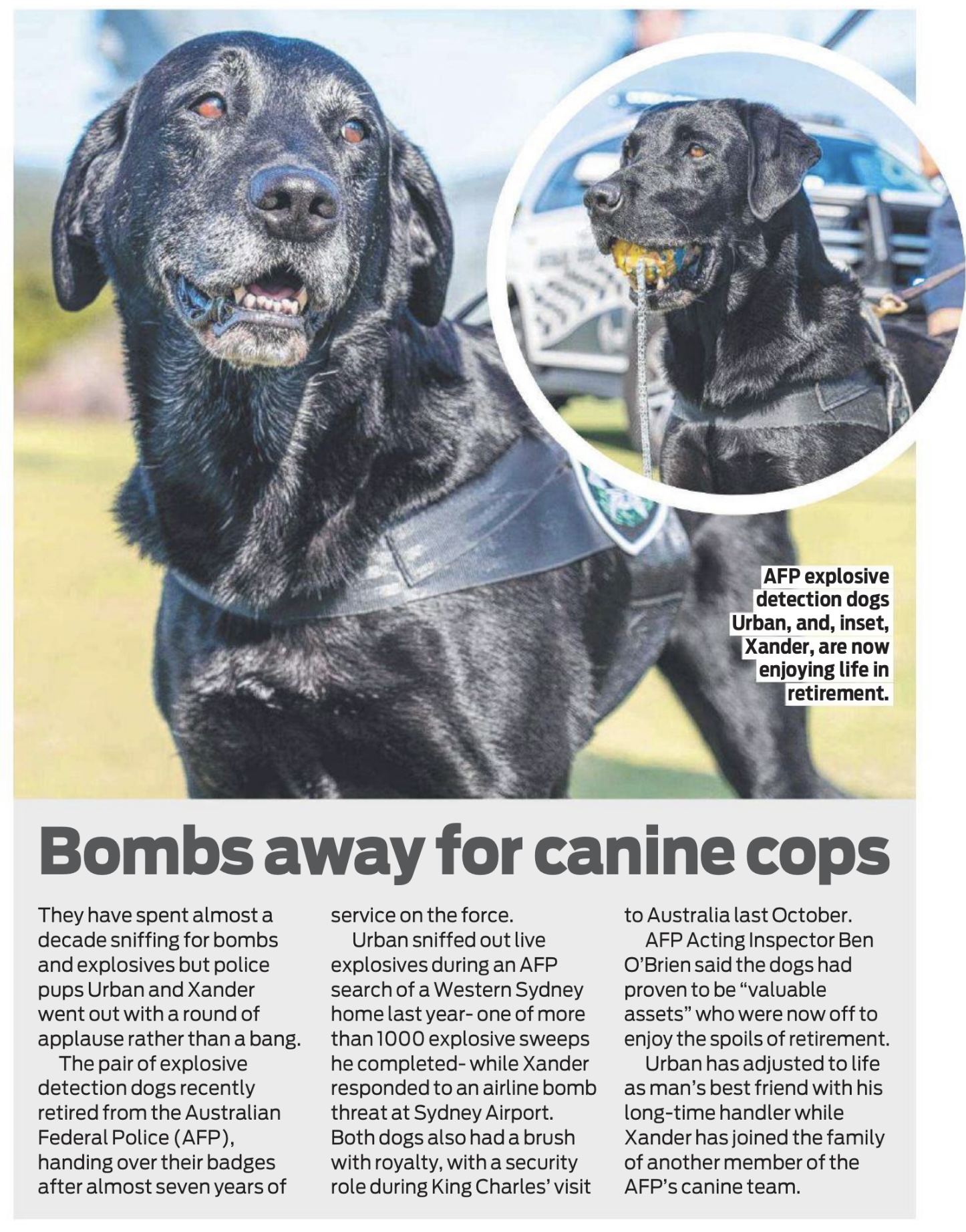 Handlers, protection dogs do an amazing job.